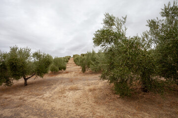 Olive Trees in Countryside