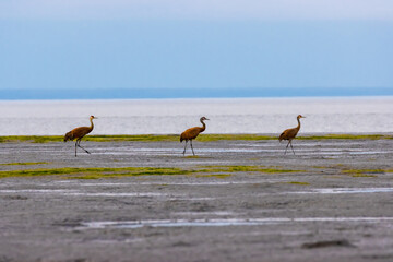 Three sandhill cranes social distancing on beach at dusk near Anchorage, Alaska.  The ocean is in the background.