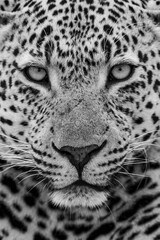 Fototapeta na wymiar Leopard Pose....