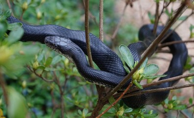 black snake