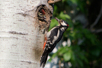 Samica dzięcioła dużego przy dziupli z młodym © Meija