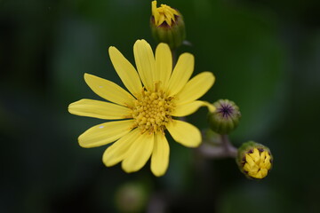 Japanese  silver leaf flowers / Asteraceae evergreen grass