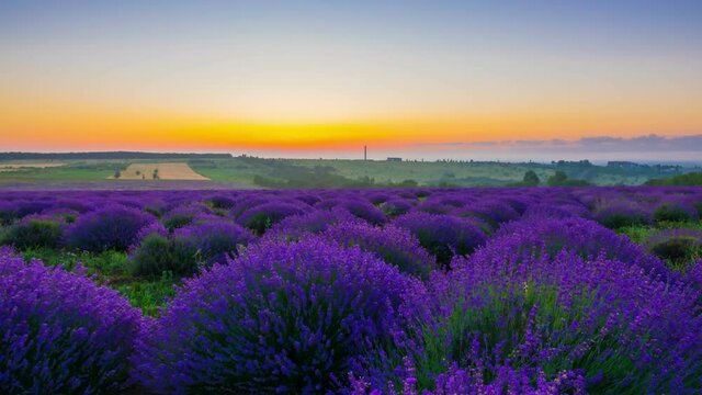 Time Lapse Of Sunrise Over A Field Of Lavender. 4K.