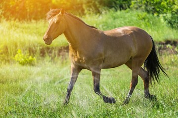Fototapeta premium Animal.