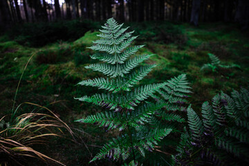 Ferns