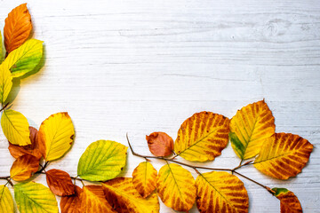 Fototapeta na wymiar autumn leaves on a wooden background