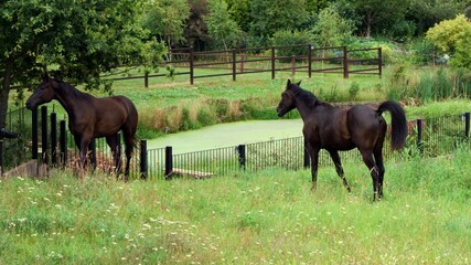 Two dark horses grazing in a green meadow.