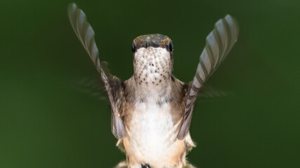 Ruby Throated Hummingbird Hovering in the Green Forest