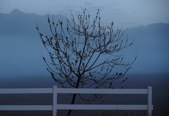 Foggy blue autumn morning landscape with lonely naked tree behind white wooden fence. Mist in the field and mountains in background.
