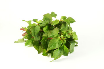 garden fresh green amaranth or indian red stems amaranth vegetable for cooking on white background