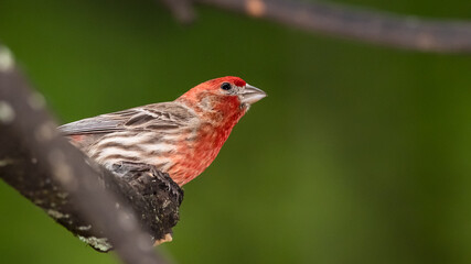 Curious House Finch Perched in a Tree