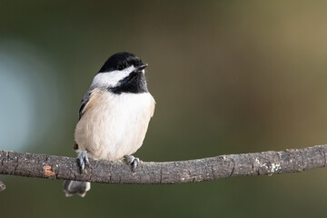 Carolina Chickadee Perched Delicately on a Slender Branch