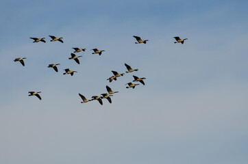 Flock of Canada Geese Flying in a Blue Sky