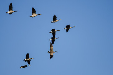 Flock of Canada Geese Flying in a Blue Sky