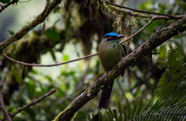 Pájaro sobre árbol