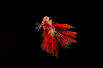 Obraz premium betta fish on black background