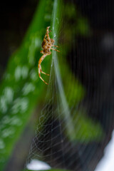 Close shot of a spider on the web