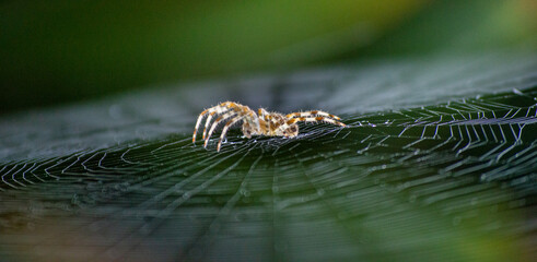 Close shot of a spider on the web