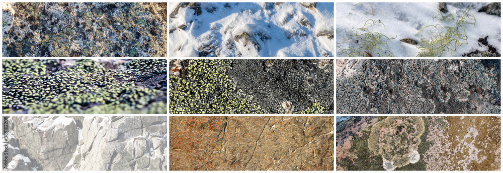 Wall mural set of texture of stones covered with lichen. lichen patterns on a rock surface. collection of panor