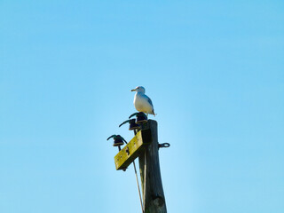 A Ring-Billed Gull Bird Perched on an Electrical Pole with a Blue Sky in the Background