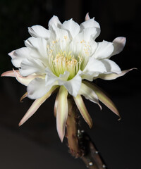 Night-blooming cereus