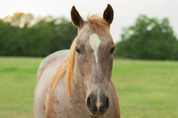 Fototapeta premium Portrait of a red roan hose 