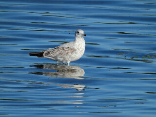 A Ring-Billed Gull Bird Standing in Shallow Bright Blue Lake Water as it Ripples Past the Bird