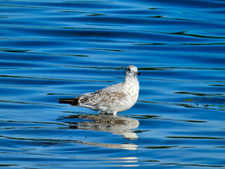 A Ring-Billed Gull Bird Stands in Shallow Lake Water Facing Forward as Waves of the Blue Water Move Past