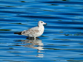 A Ring-Billed Gull Seagull Bird Stands in Shallow Water of a Bright Blue Lake as the Waves Ripple Past