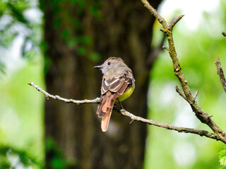 Flycatcher Bird Sits Alone on a Narrow Tree Branch Looking Over Its Shoulder with a Large Tree Trunk in the Background