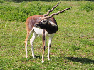 brown animal with long straight horns twisted into a spiral standing on the grass with his head turned behind him on a sunny day