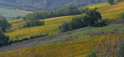 paesaggio di campagna in autunno con alberi case e vigne