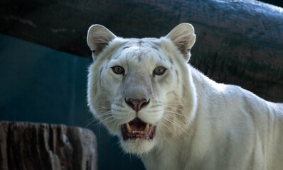 White lion with her mouth open
