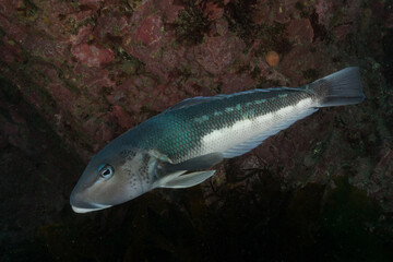 Blue Cod, Parapercis colias