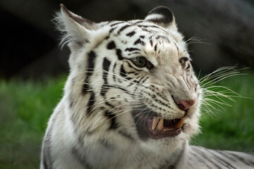 portrait of a white tiger snarling