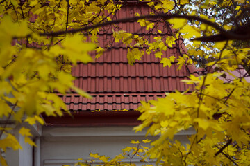 autumn frame with maple tree brunch and red roof