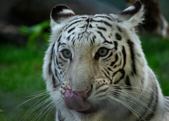 white bengal tiger licking her lips