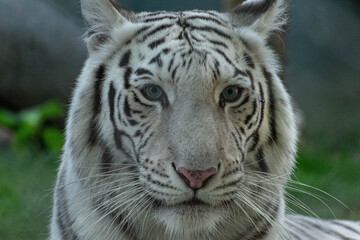 Fototapeta na wymiar portrait of a white tiger