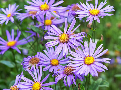 Closeup of purple Michaelmas daisy flowers, Aster amellus Rudolf goethe, in a garden