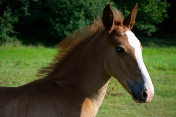 portrait of a horse