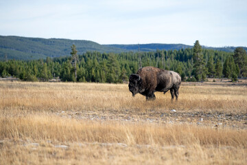 Bison male bull grazing Yellowstone buffalo. Wildlife and animal refuge for great herds of American Bison Buffalo and Rocky Mountain Elk. Yellowstone National Park in Wyoming