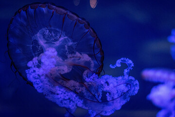 jellyfish in blue