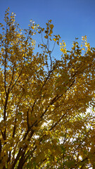 alberi in autunno con foglie gialle