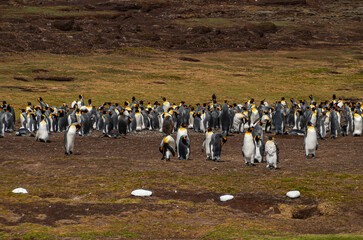 Volunteer Beach, Falkland Islands, UK - December 15, 2008: Group picture of colony of  King...