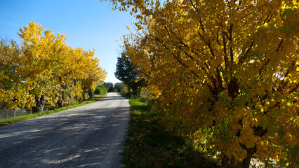 Obraz premium alberi in autunno con foglie gialle