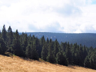 meadow on a ridge with dry grass with forest and white blue sky in the background on an autumn sunny day