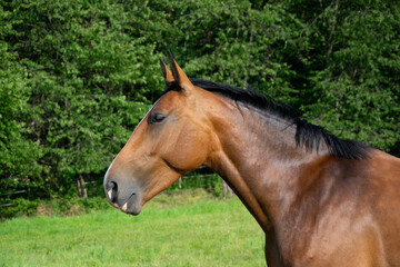 portrait of a horse