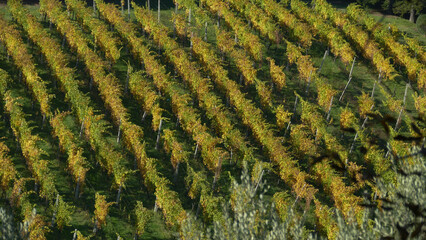 paesaggio di campagna con vigneti