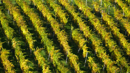 paesaggio di campagna con vigneti
