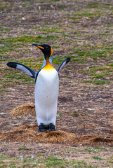 Volunteer Beach, Falkland Islands, UK - December 15, 2008: Frontal Closeup of King Penguin clapping...